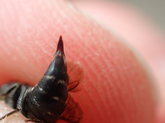 Coelioxys mandibularis