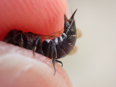 Coelioxys mandibularis