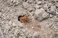 Sphictostethus fugax