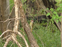 Campethera bennettii bennettii
