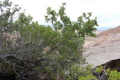 Searsia populifolia