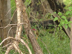 Campethera bennettii bennettii