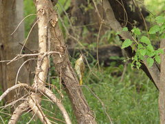 Campethera bennettii bennettii