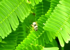 Phidippus pacosauritus
