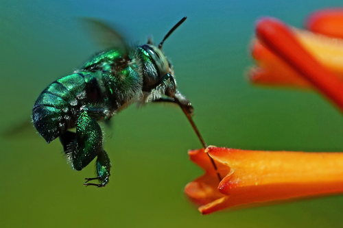 Dilemma Orchid Bee photo 4