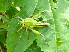 Brachystola behrensii