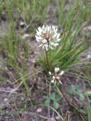 Trifolium repens