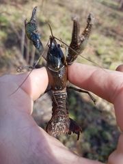 Lacunicambarus diogenes