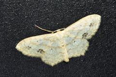 Scopula phyxelis