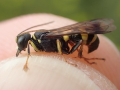 Lestiphorus bicinctus