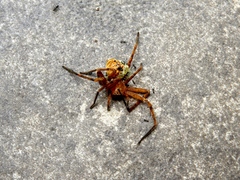 Curicaberis culiacan