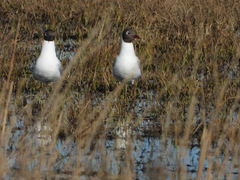 Chroicocephalus maculipennis