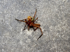 Curicaberis culiacan