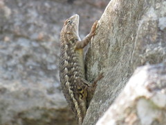 Sceloporus albiventris