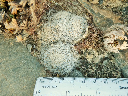 Mammillaria lenta