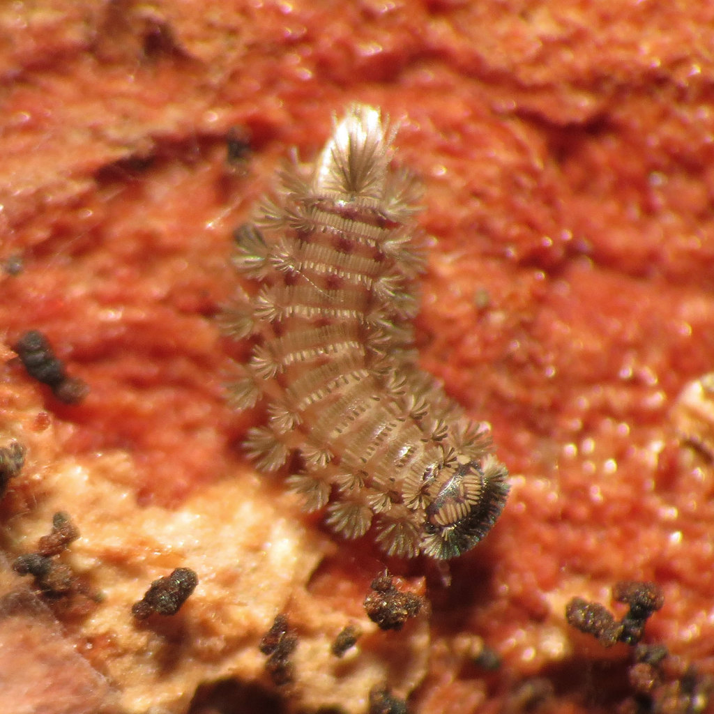Bristle Millipedes