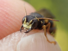 Lestiphorus bicinctus