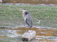 Ardea herodias