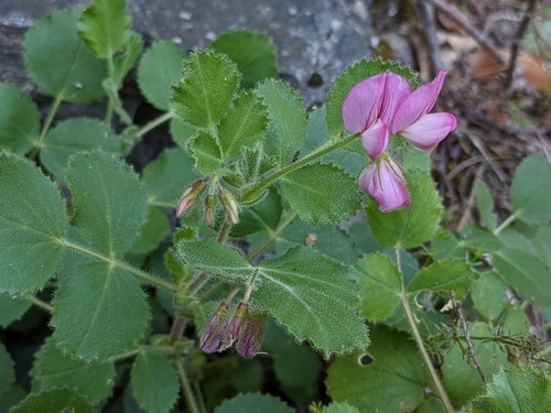 Image of Ononis rotundifolia by no rights reserved
