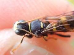 Lestiphorus bicinctus