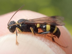 Lestiphorus bicinctus
