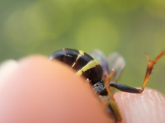 Lestiphorus bicinctus