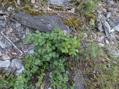 Ononis rotundifolia