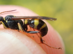 Lestiphorus bicinctus