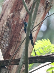 Nectarinia kilimensis