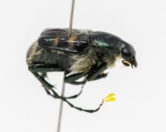 Trichiotinus affinis