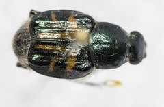 Trichiotinus affinis