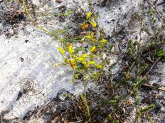 Lebeckia