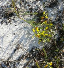 Lebeckia