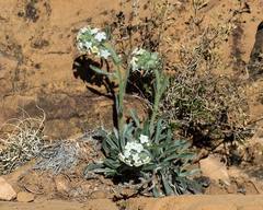 Oreocarya flavoculata