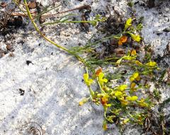 Lebeckia