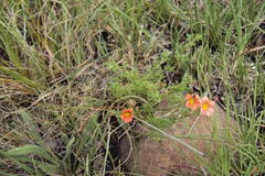 Jamesbrittenia aurantiaca