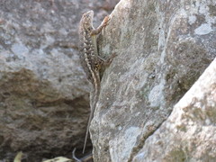 Sceloporus albiventris
