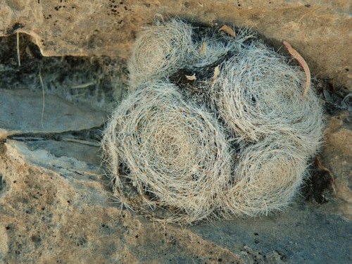 Mammillaria lenta