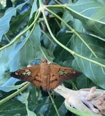 Nascus phocus