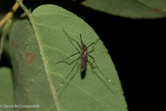 Aedes japonicus