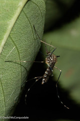 Aedes japonicus