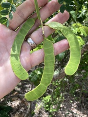 Senna surattensis