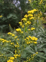 Solidago gigantea