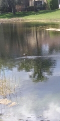 Anhinga anhinga