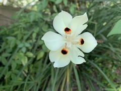 Dietes grandiflora