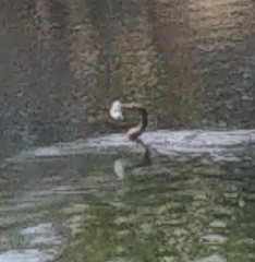 Anhinga anhinga