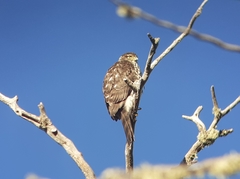 Accipiter chilensis