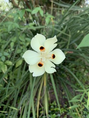 Dietes grandiflora