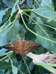 Nascus phocus