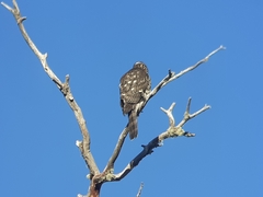 Accipiter chilensis